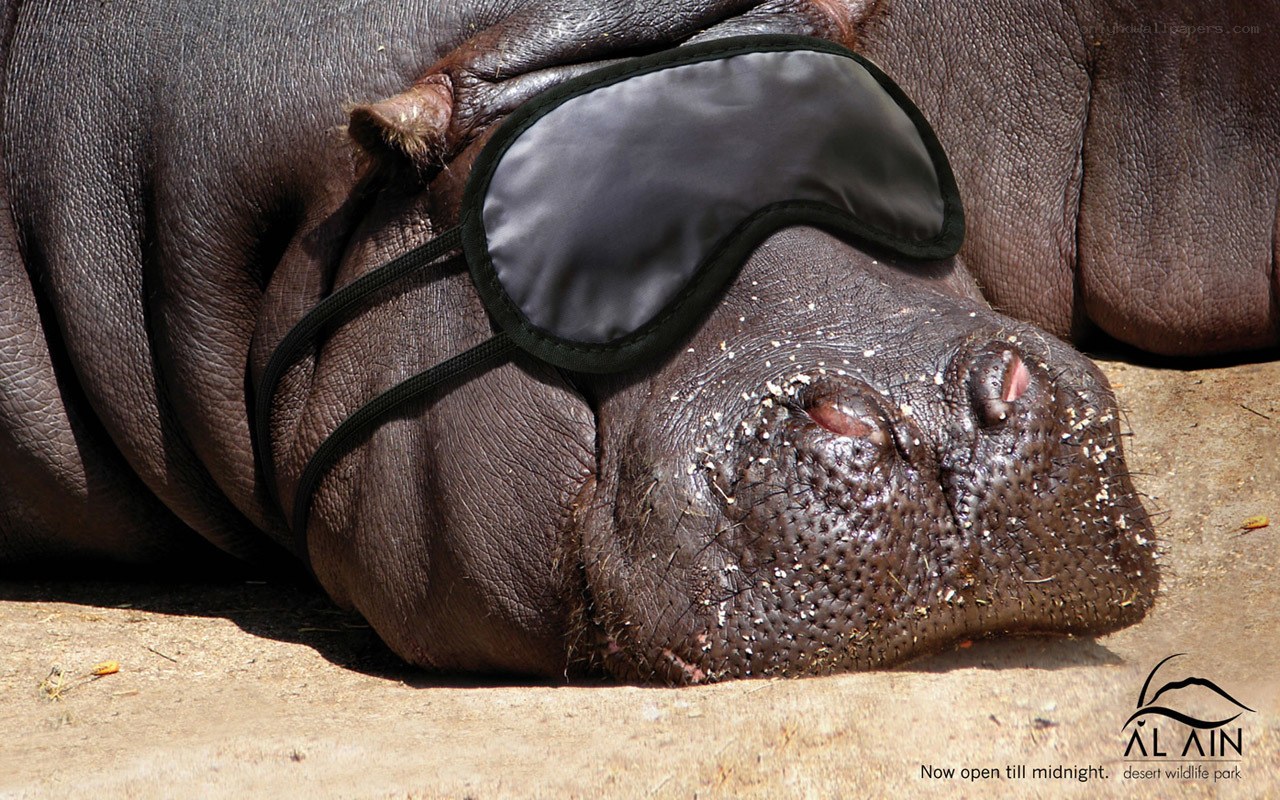 hippo wearing sleep mask