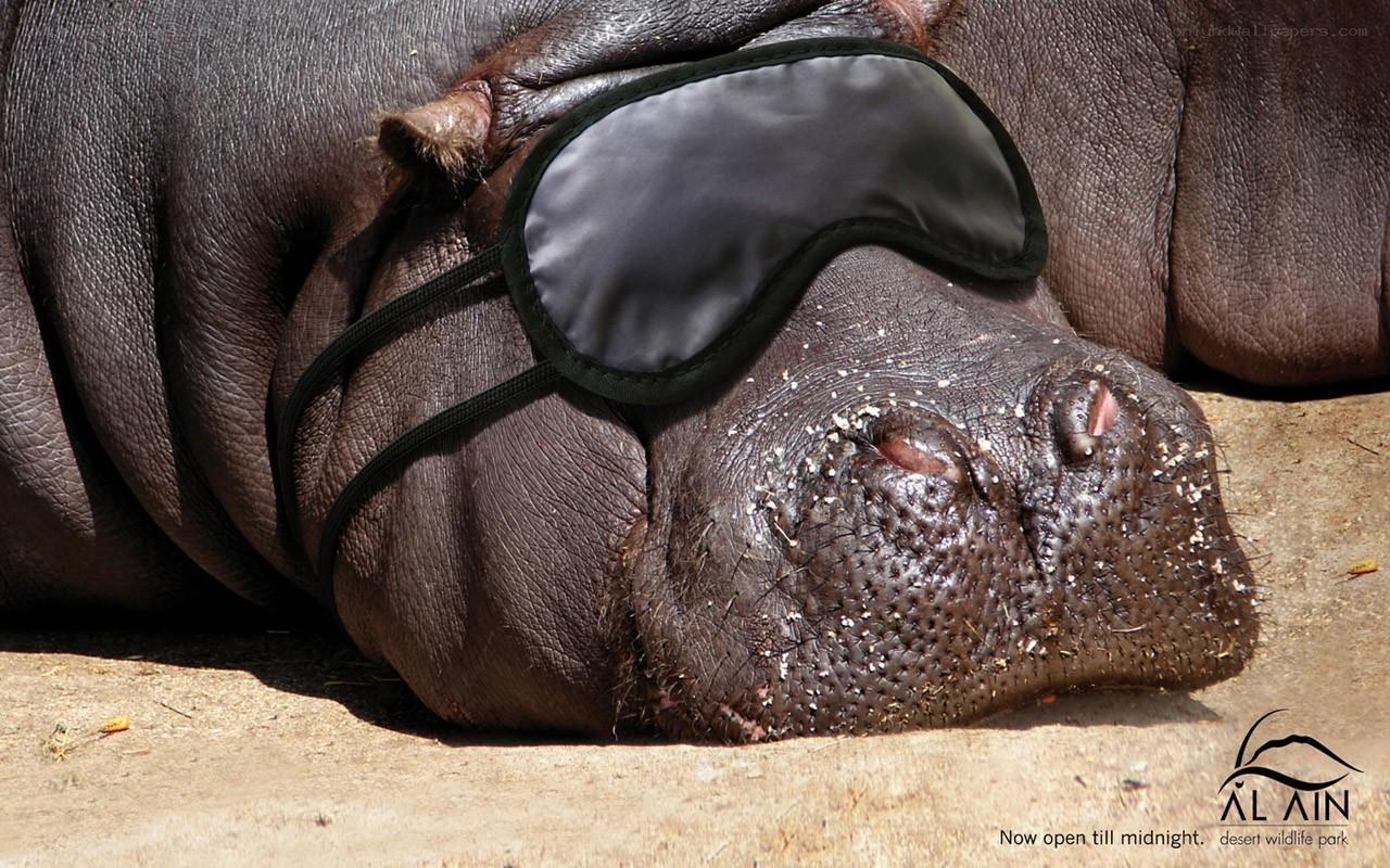 hippo wearing sleep mask