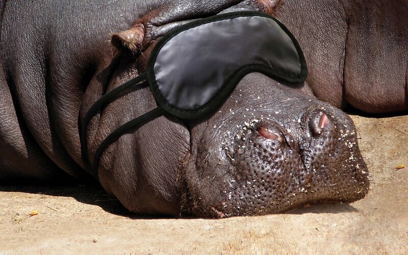 Hippo Wearing Sleep Mask — Brown, Calm