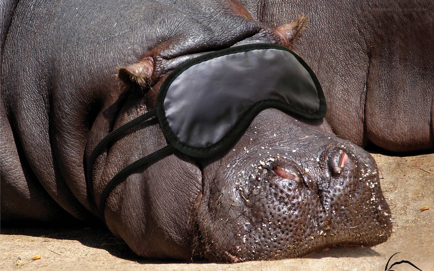 hippo wearing sleep mask