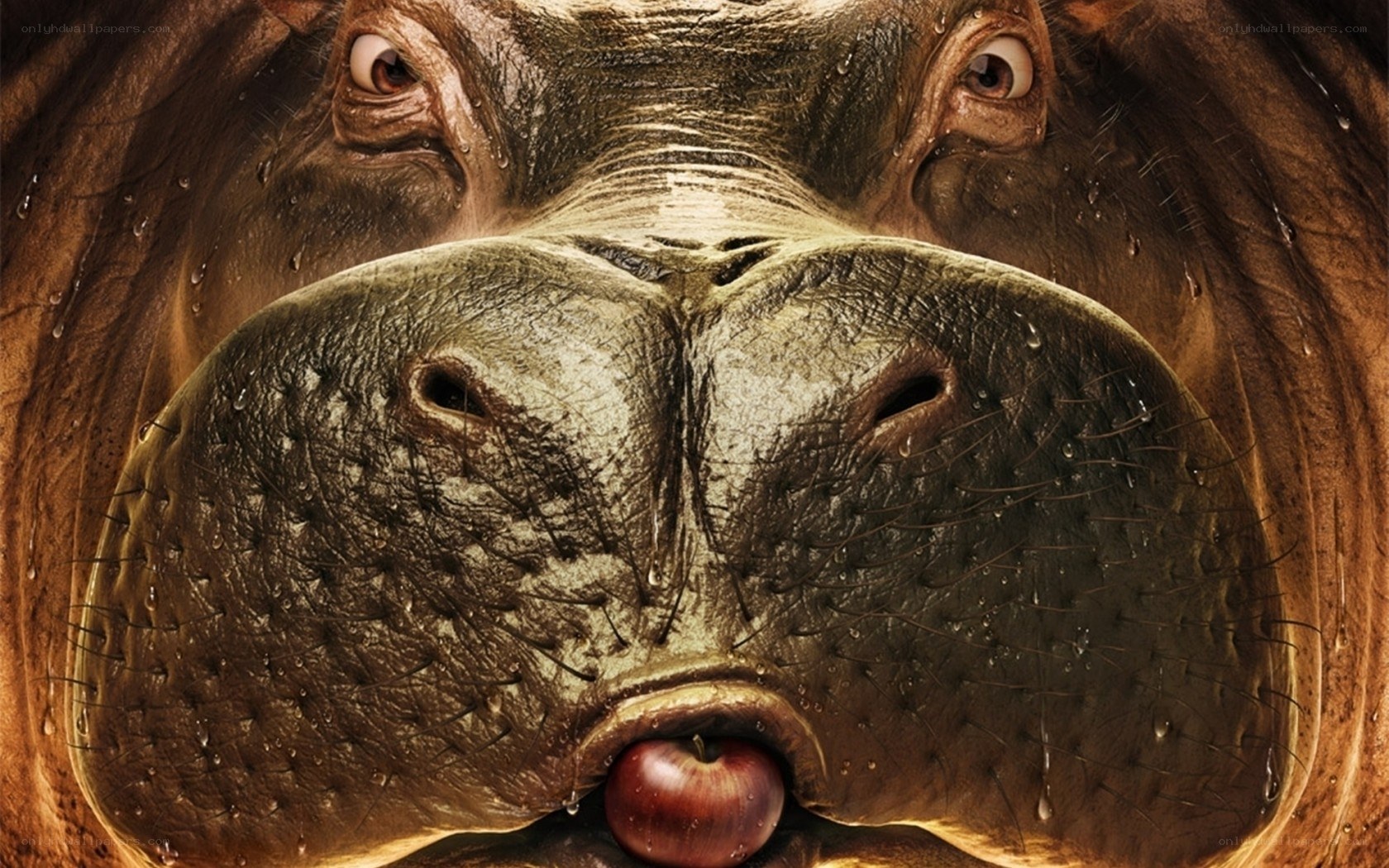 hippo with apple in mouth