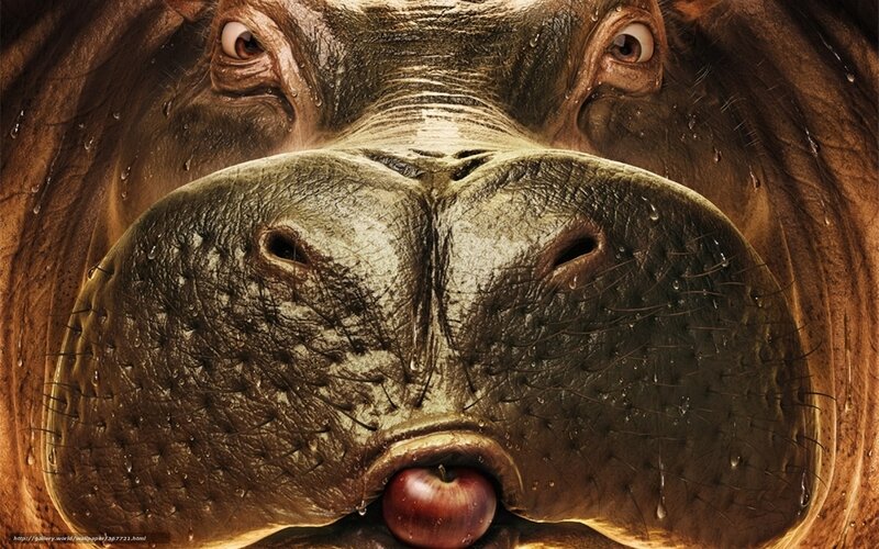 hippo with apple