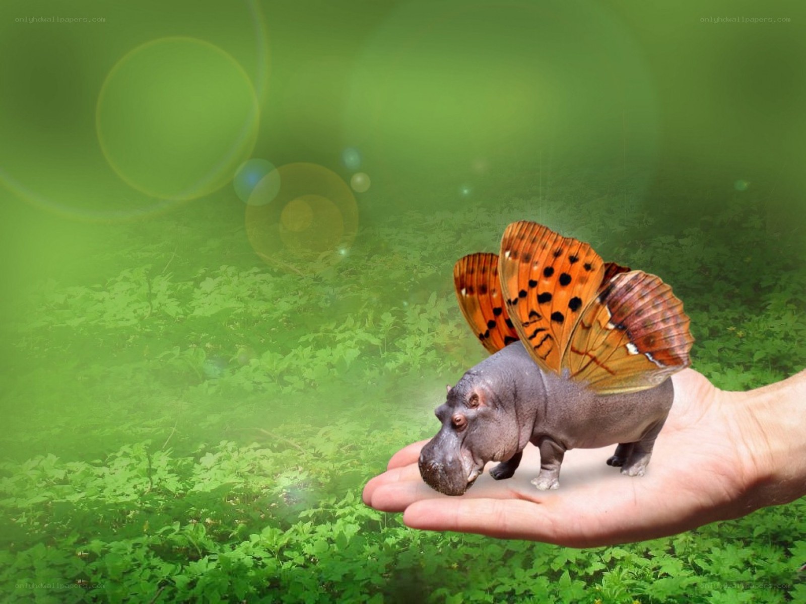 hippo with butterfly wings