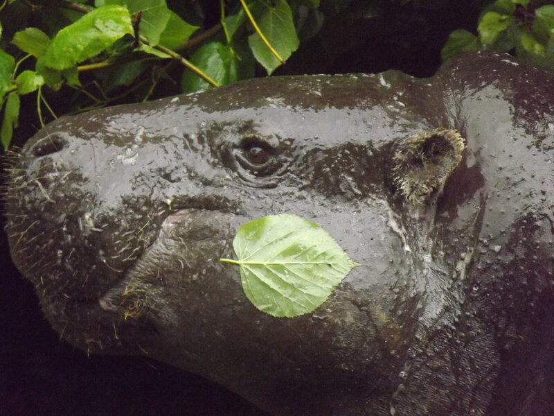 Hippo with Leaf