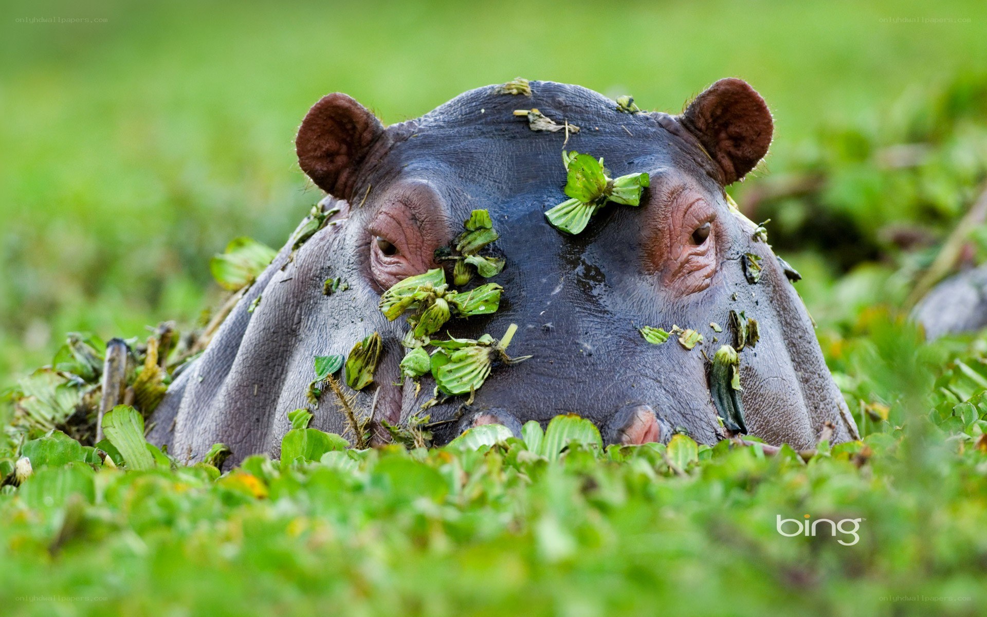 hippo with leaves on head