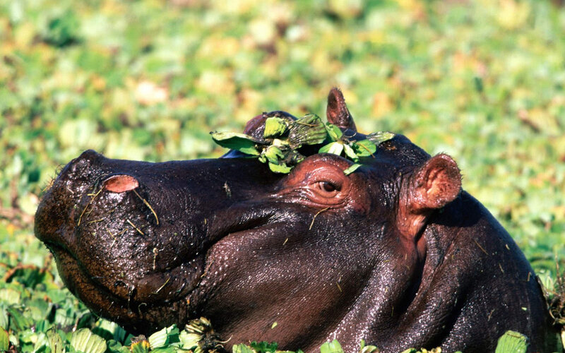 Hippo with Leaves on Head — Green