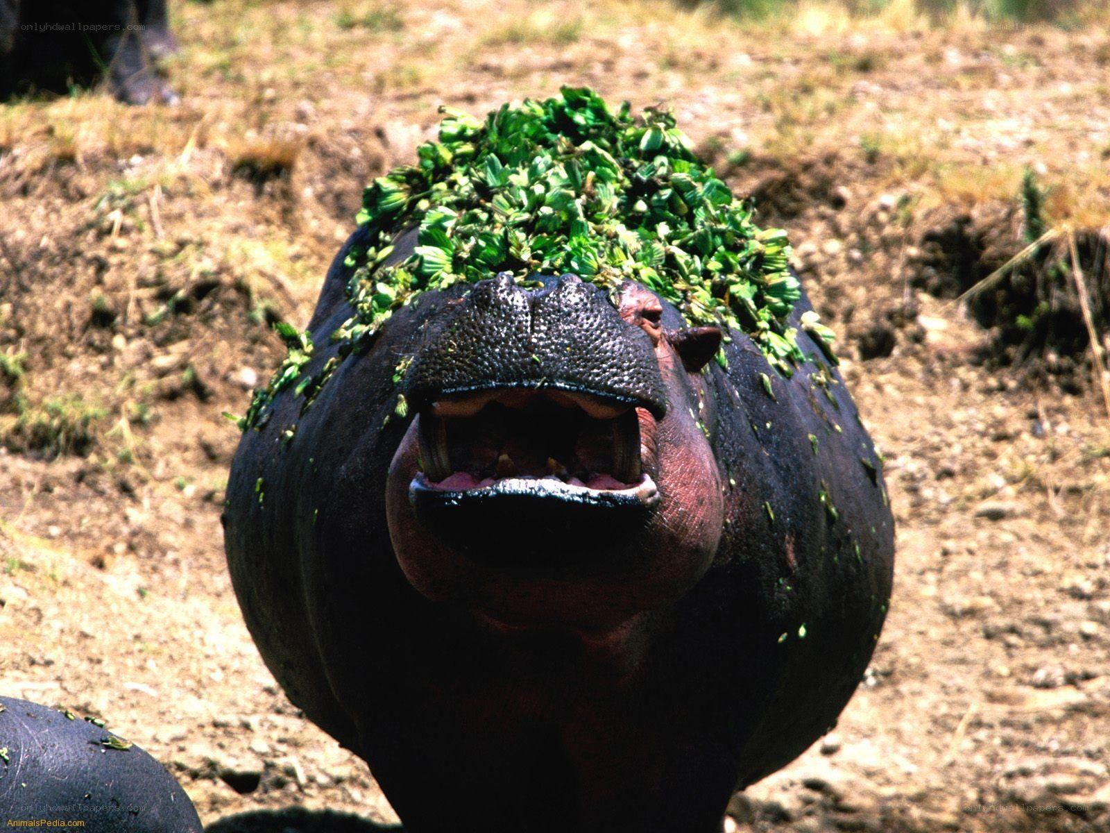hippo with leaves on head