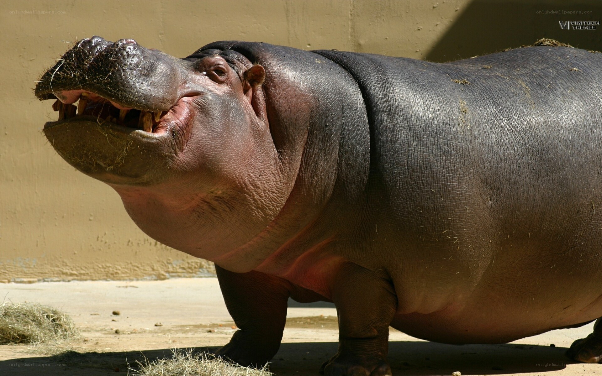 hippo with open mouth