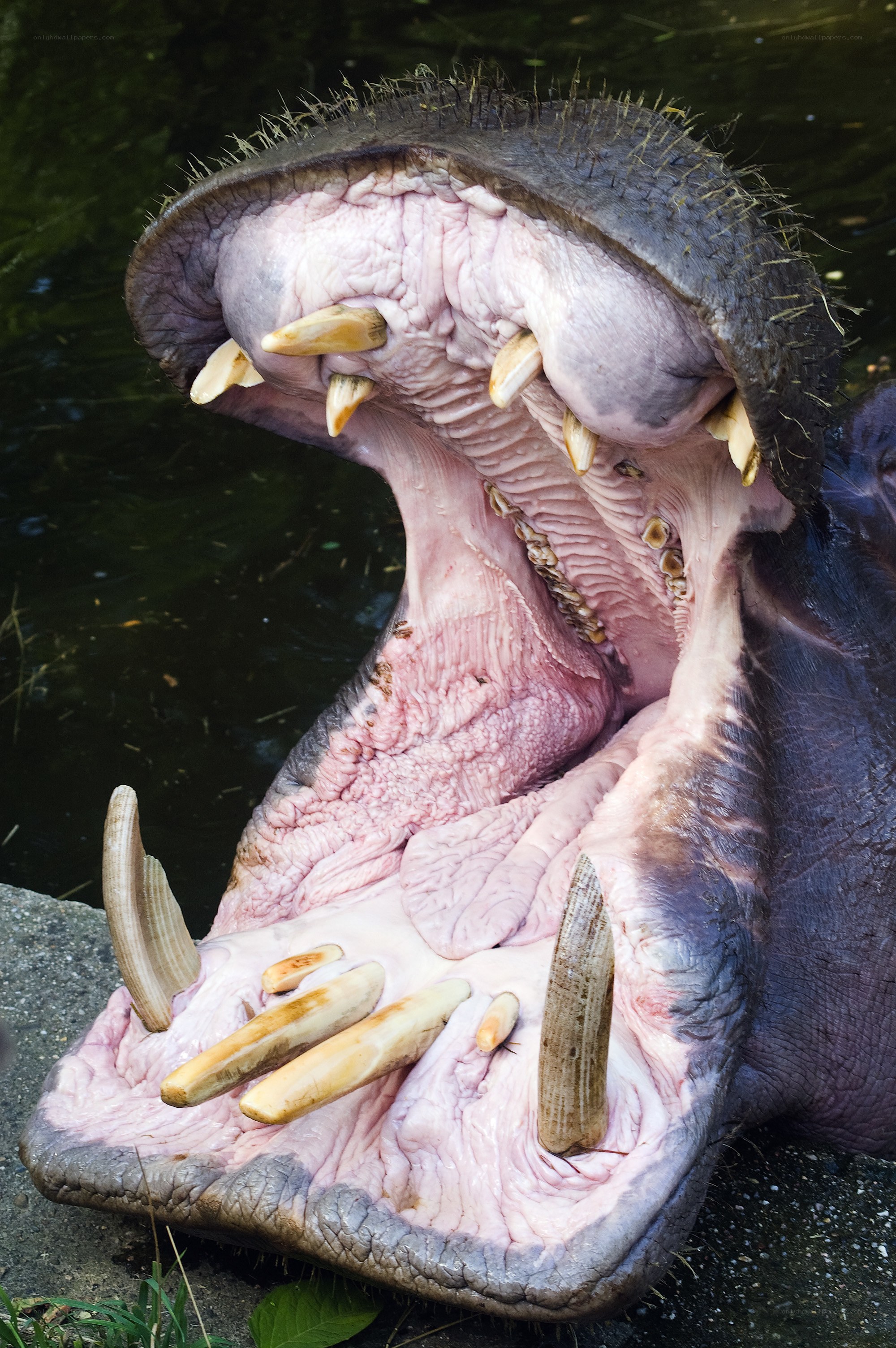 Hippo with open mouth