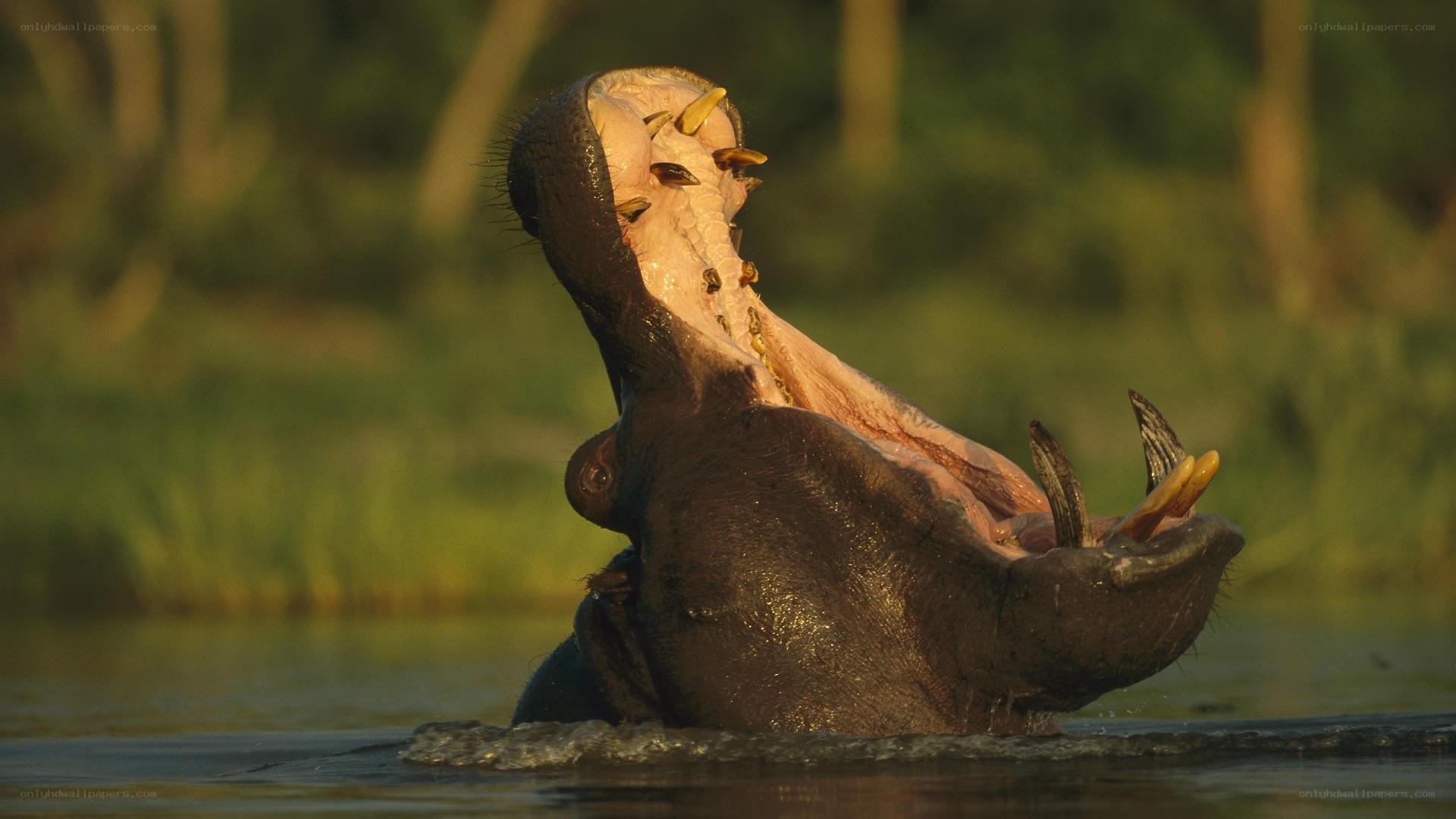 hippo with open mouth