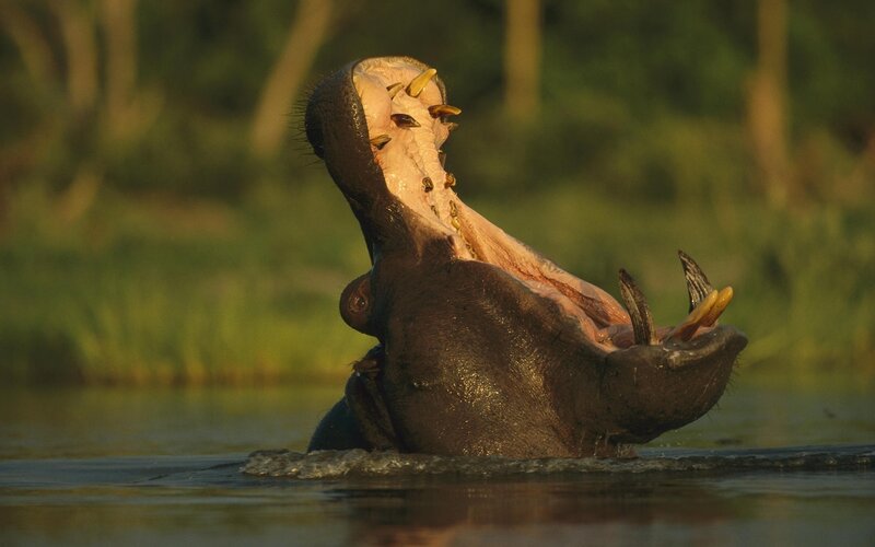 Hippo with Open Mouth — Brown