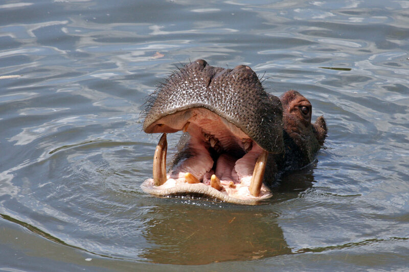 Hippo with Open Mouth — Gray