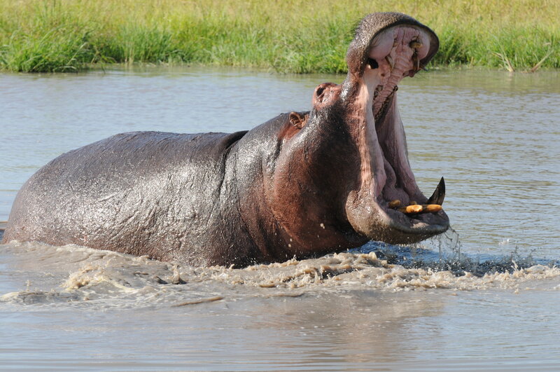 Hippo with open mouth in water