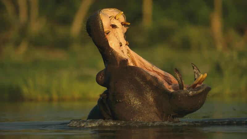 Hippo with open mouth in water
