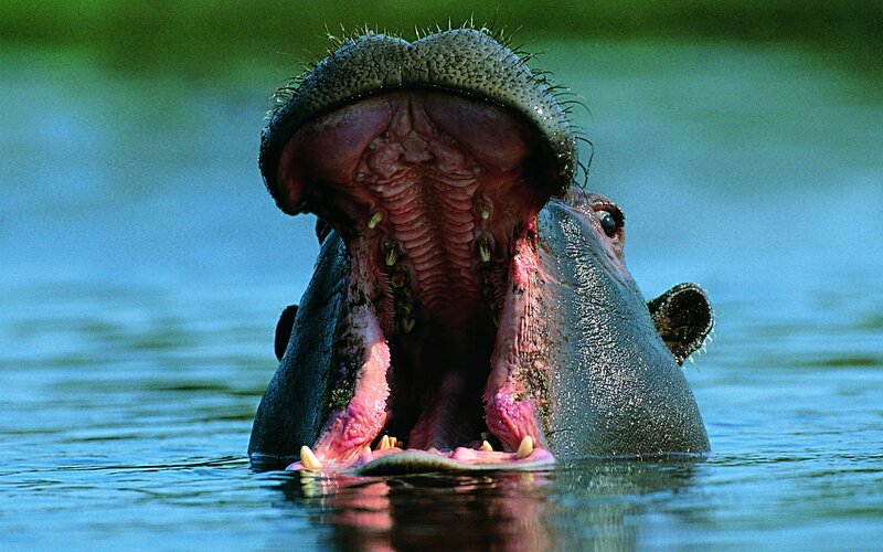 Hippo with open mouth in water