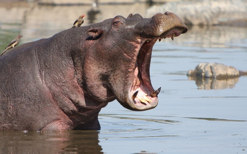 hippo with open mouth in water