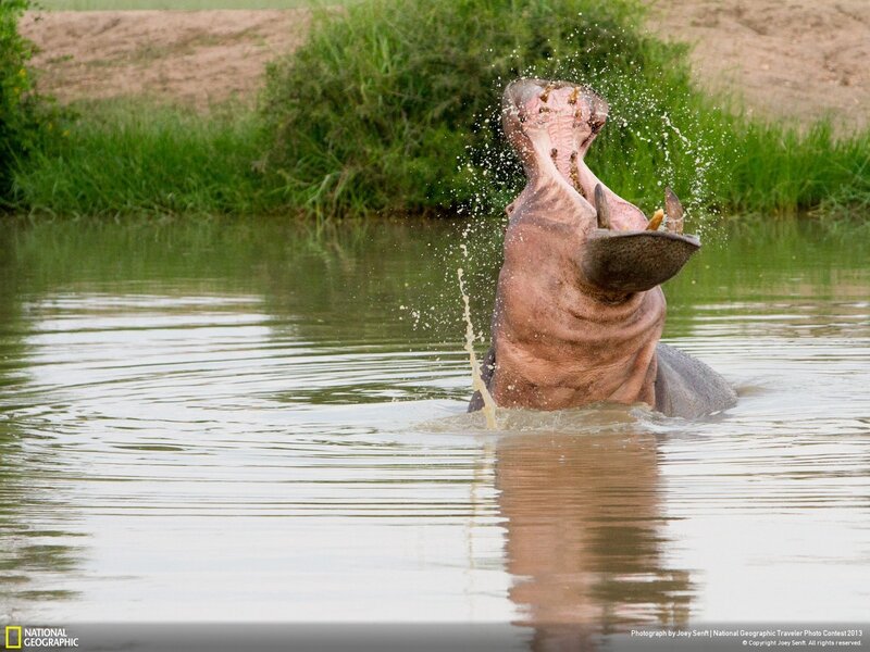 Hippo with open mouth in water