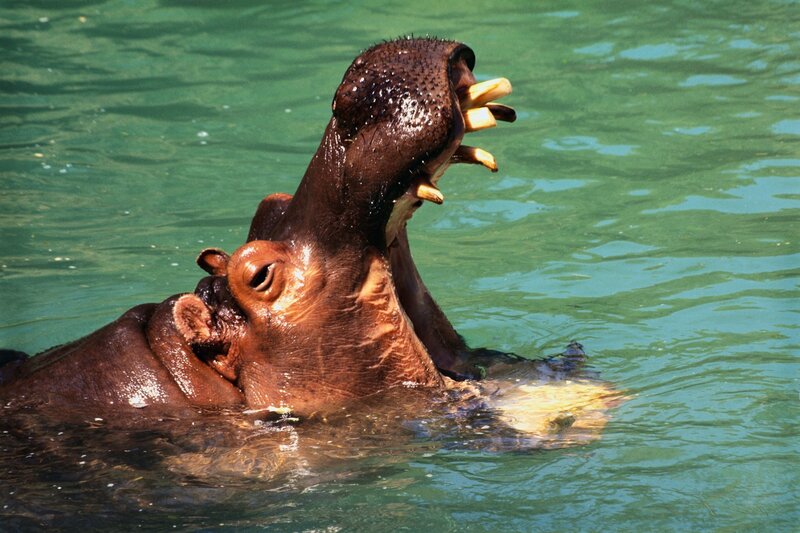 hippo with open mouth in water