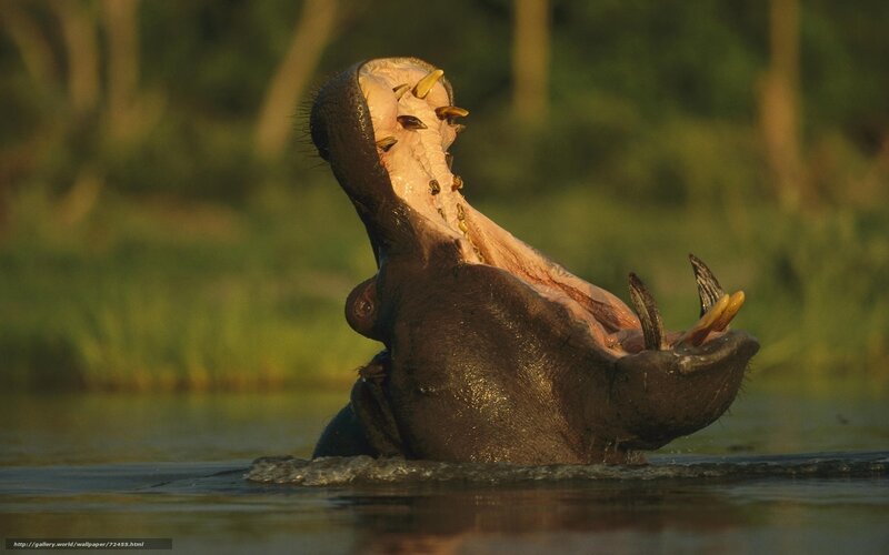 Hippo with open mouth