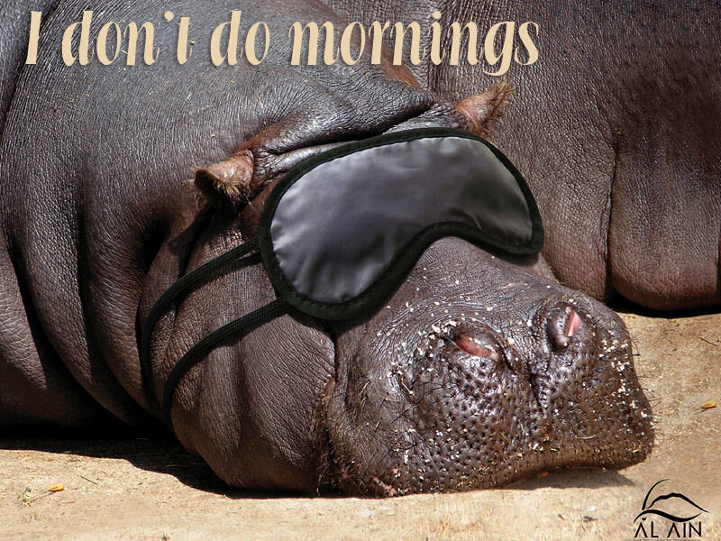 hippo with sleep mask