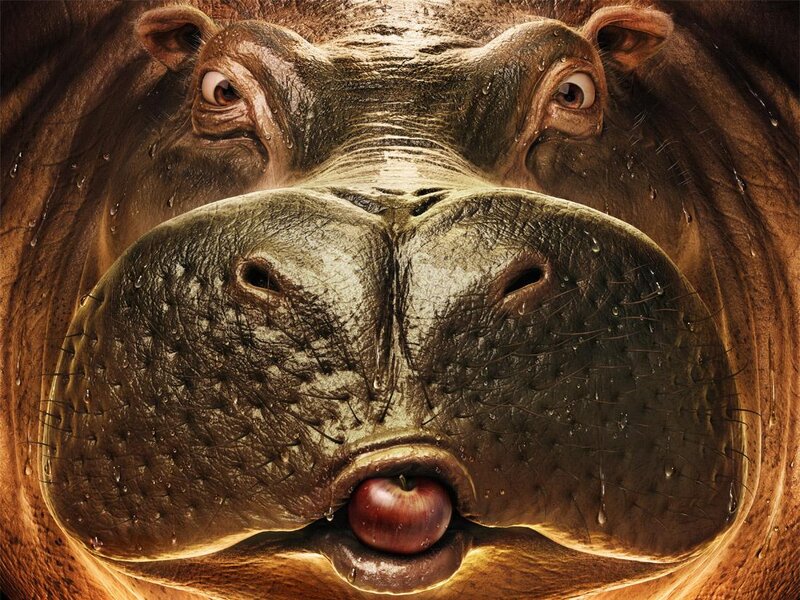 Hippopotamus Face