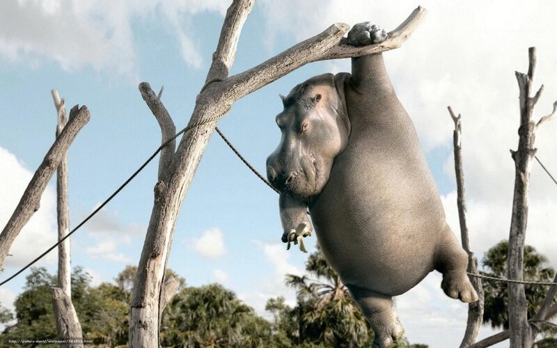 Hippopotamus Hanging from Branch — Gray