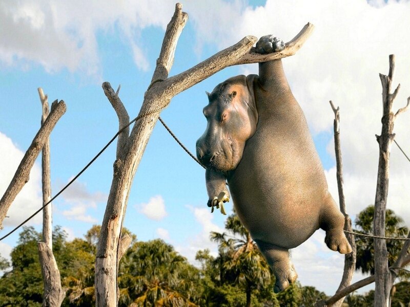 Hippopotamus Hanging from Branch