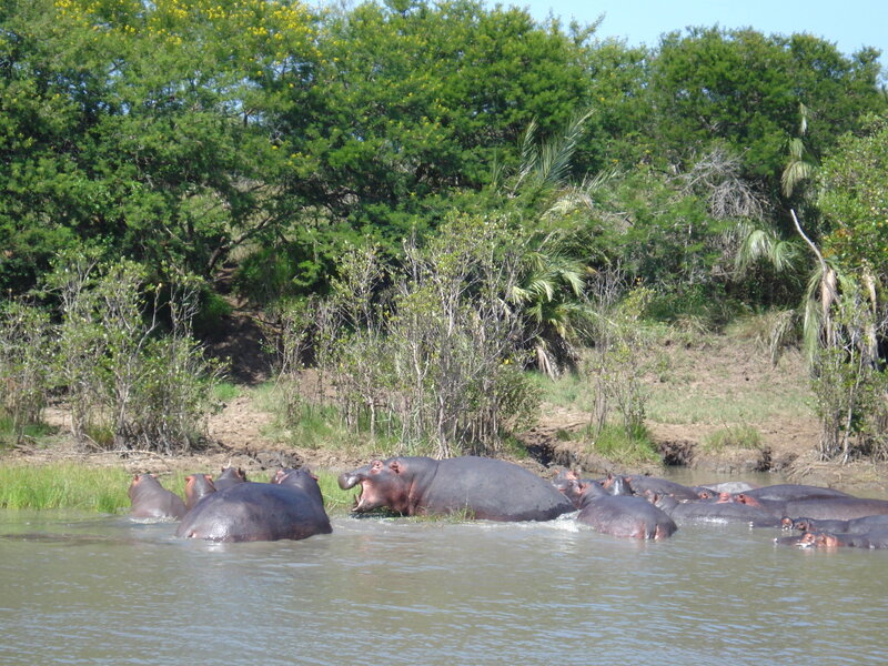 Hippopotamus herd in river