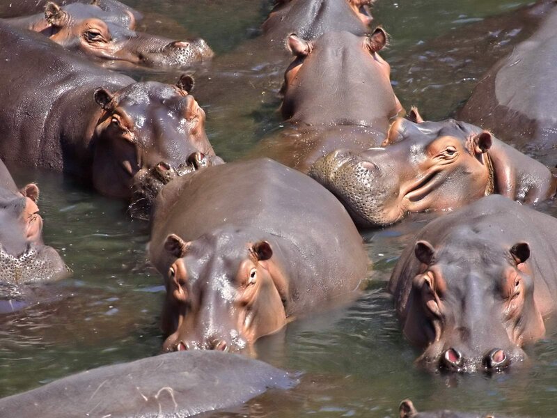 Hippopotamus herd in water