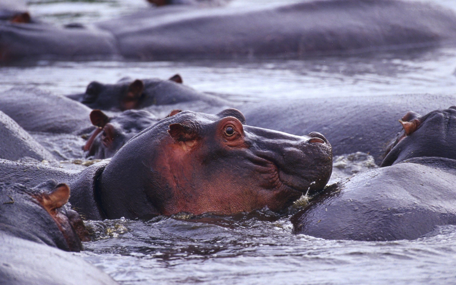 Hippopotamus in a river