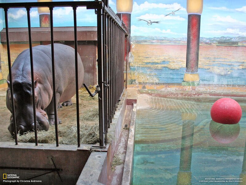 Hippopotamus in Enclosure