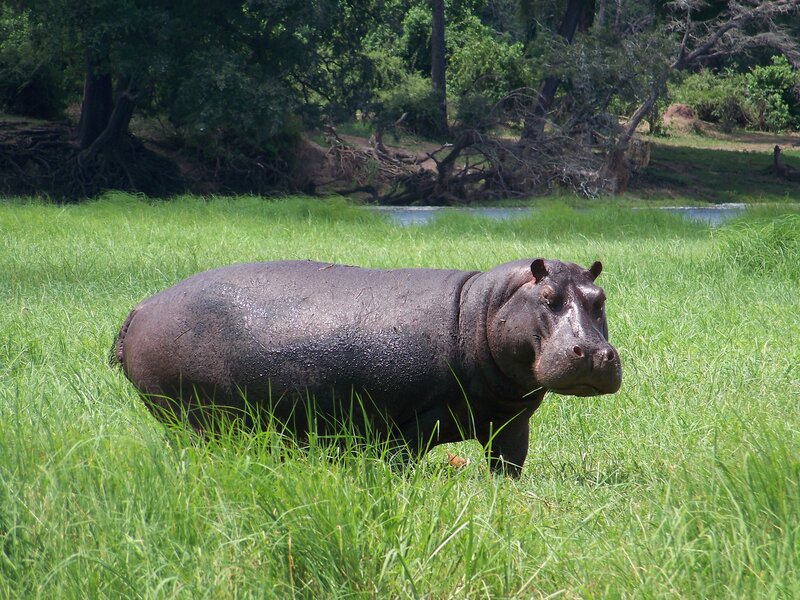 Hippopotamus in Grass — Green
