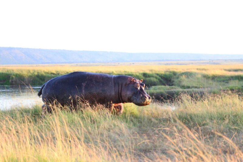 Hippopotamus in Grass