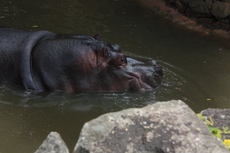 Hippopotamus in Water — Black