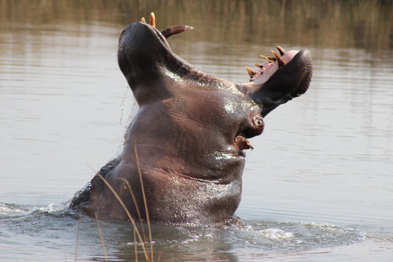 Hippopotamus in Water — Brown, Dramatic