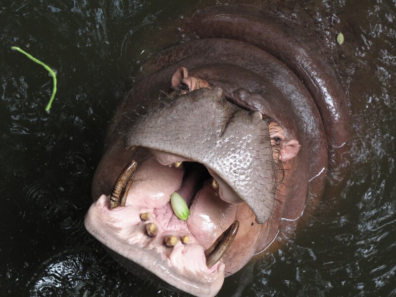 Hippopotamus in Water — Brown, Natural