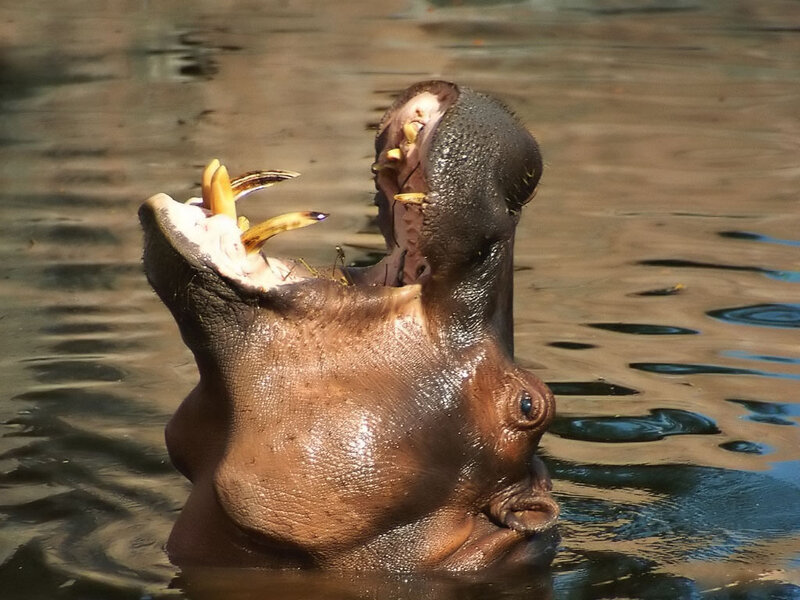 Hippopotamus in Water — Brown