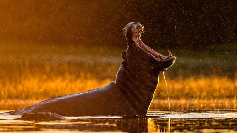 Hippopotamus in Water — Gold