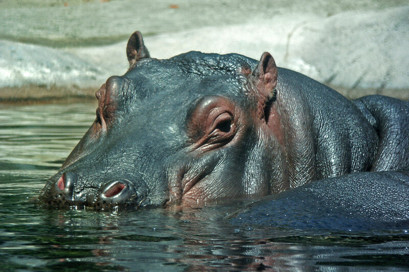 Hippopotamus in Water — Gray, Calm