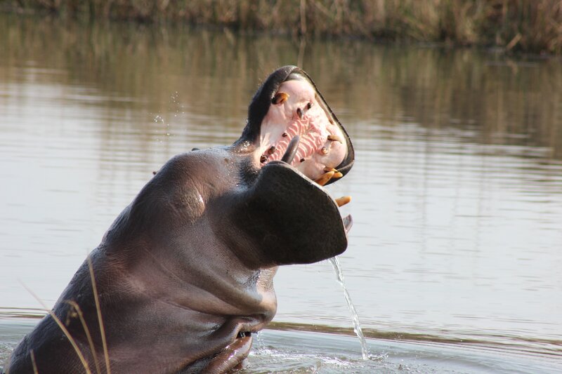 Hippopotamus in Water — Gray, Dramatic