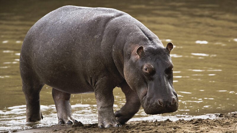 Hippopotamus in Water — Gray, Natural