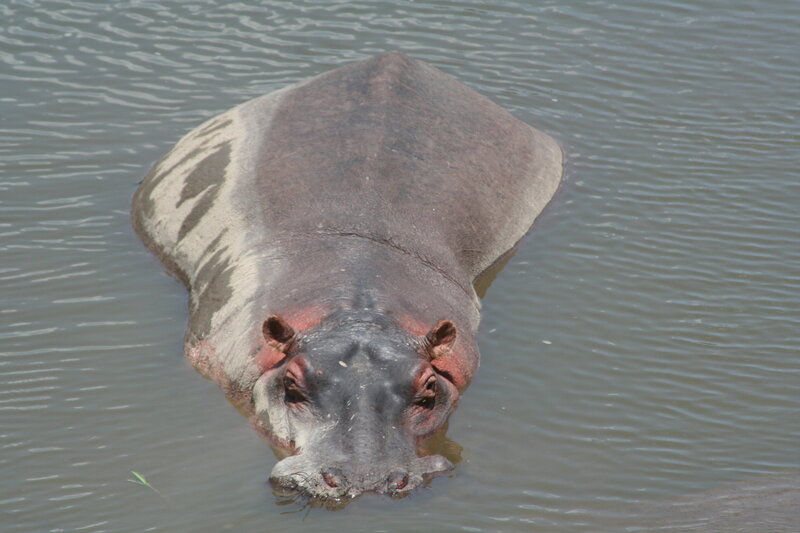 Hippopotamus in Water — Gray