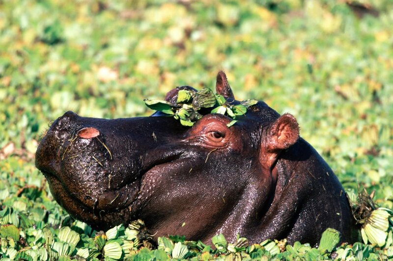 Hippopotamus in Water — Green, Calm