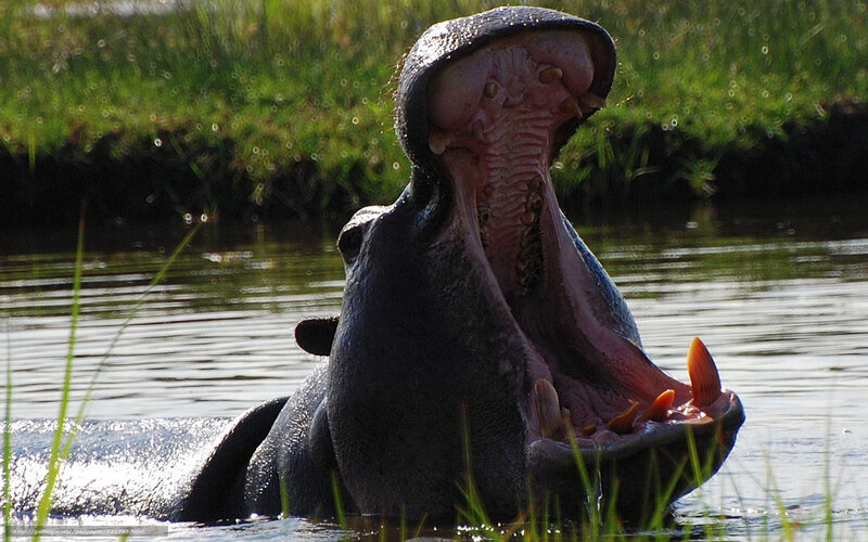 Hippopotamus in Water — Green