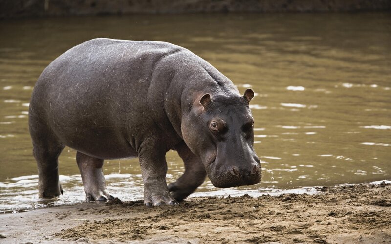 Hippopotamus on Riverbank — Brown