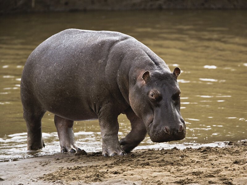 Hippopotamus on riverbank
