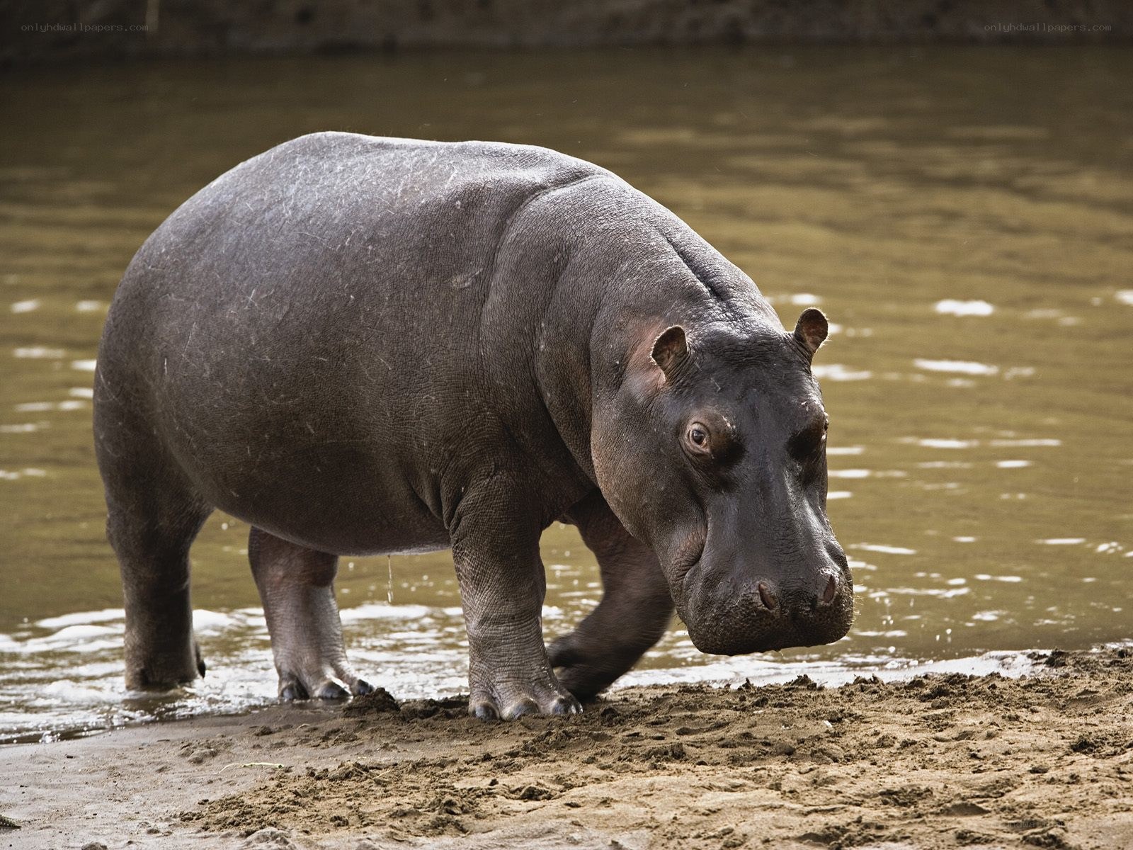 Hippopotamus on riverbank
