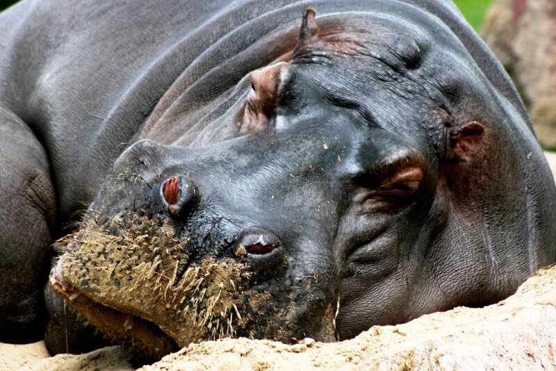 Hippopotamus Resting