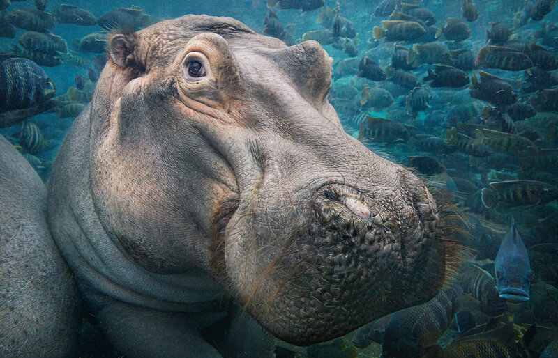 Hippopotamus Underwater — Gray
