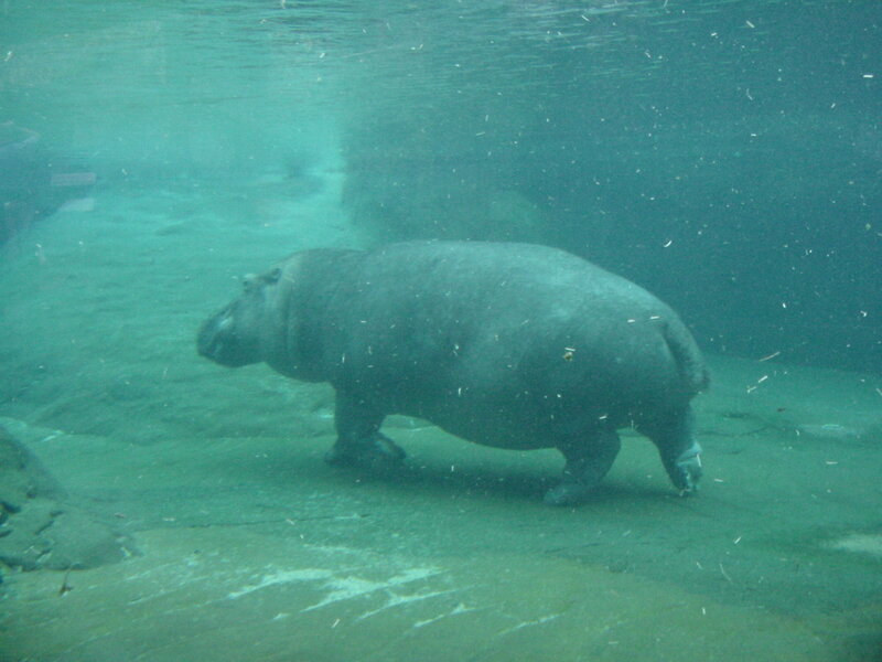 Hippopotamus Underwater
